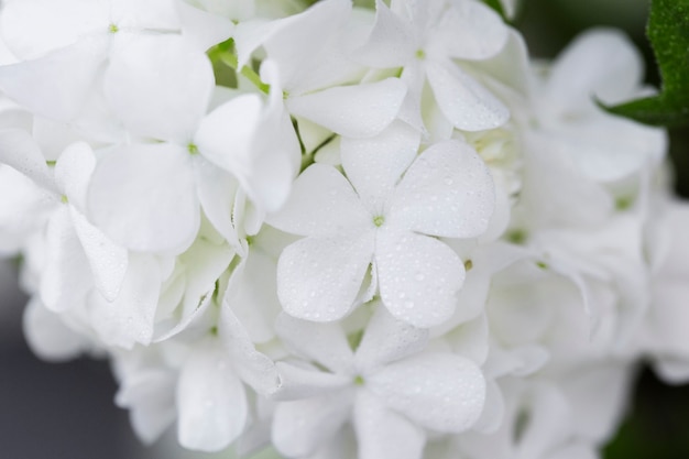 Beautiful hydrangea flower close up