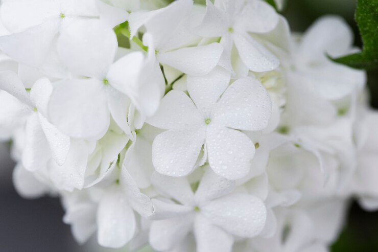 無料Photo 美しいアジサイの花のクローズアップ