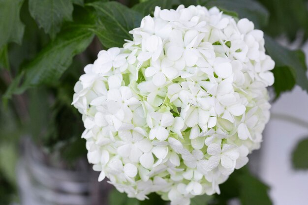 Beautiful hydrangea flower close up