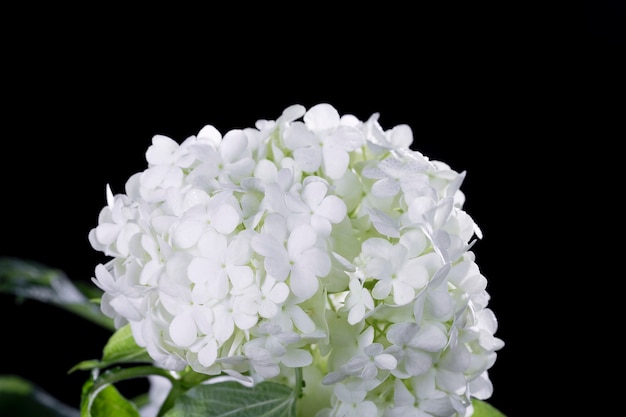 Free photo beautiful hydrangea flower close up