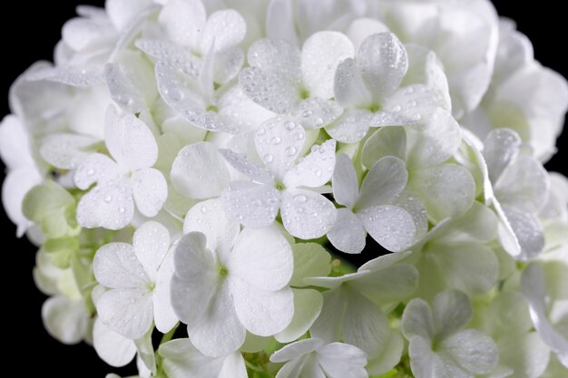 Beautiful hydrangea flower close up