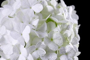 Бесплатное фото Красивый цветок гортензии крупным планом