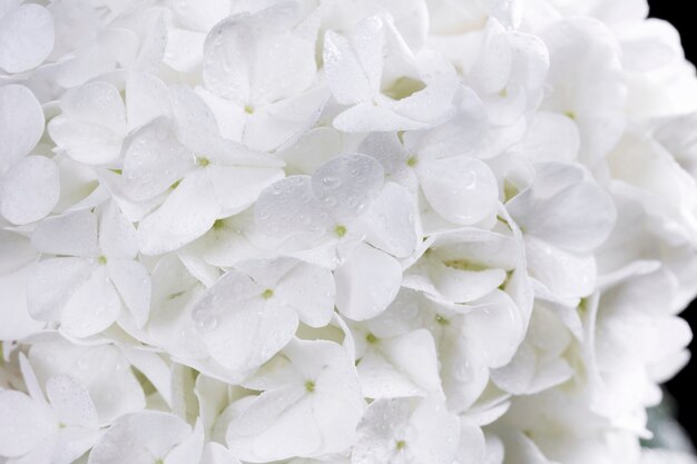 Beautiful hydrangea flower close up