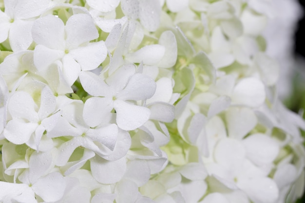 Beautiful hydrangea flower close up