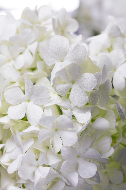 Beautiful hydrangea flower close up