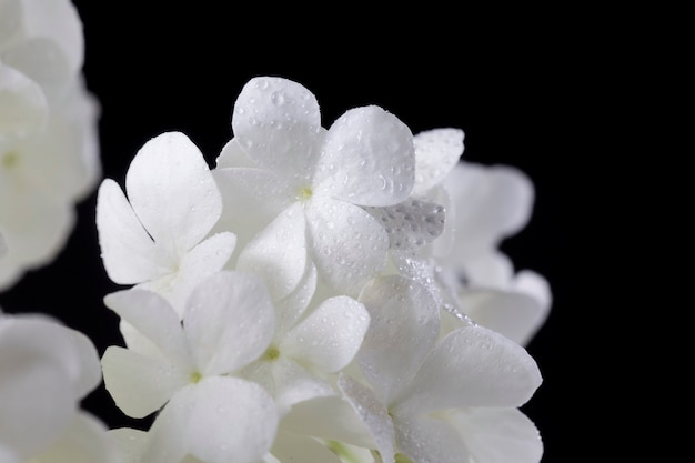 Красивый цветок гортензии крупным планом
