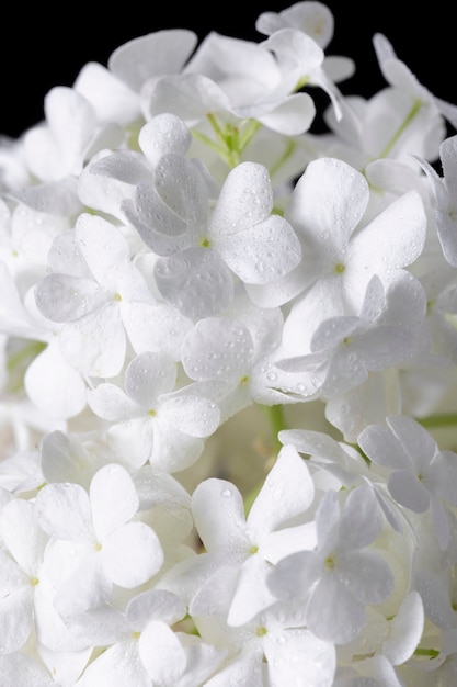 Beautiful hydrangea flower close up