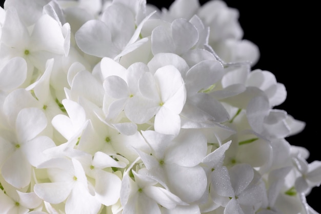 Beautiful hydrangea flower close up