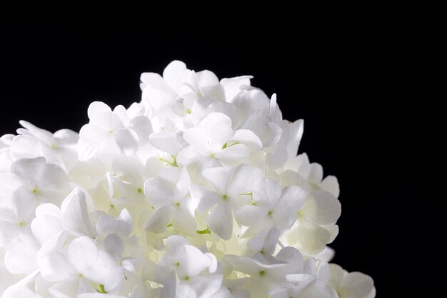 Beautiful hydrangea flower close up