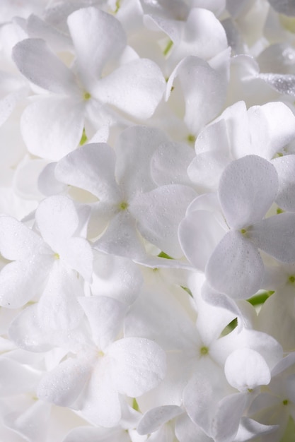 Free photo beautiful hydrangea flower close up