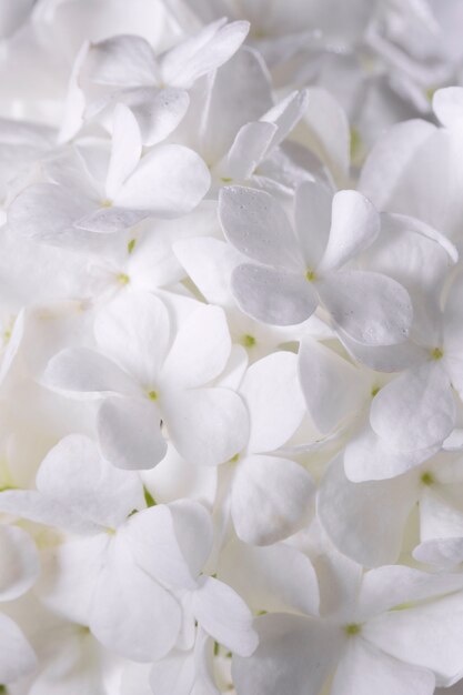 Beautiful hydrangea flower close up