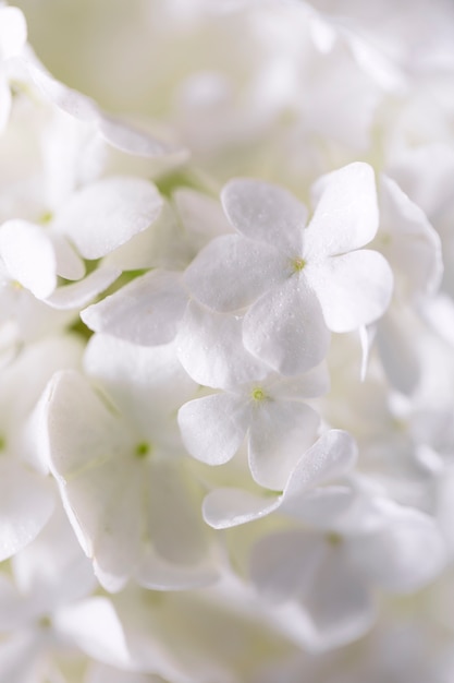 Free photo beautiful hydrangea flower close up