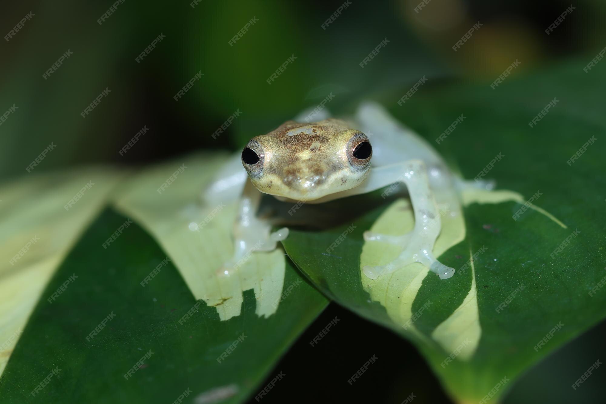 Premium Photo | Beautiful indonesian tree frog on leaf golden tree frog