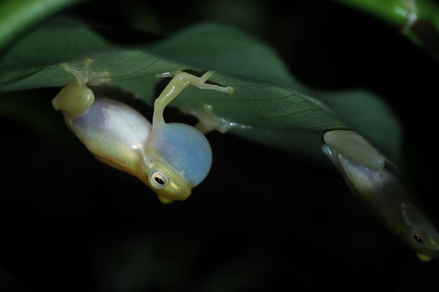 Beautiful indonesian tree frog on leaf