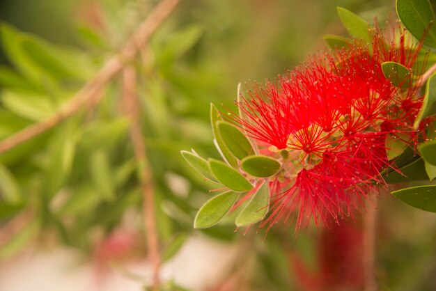 Beautiful and interesting bright red bottlebrush (Callistemon) tree flowers/blooms