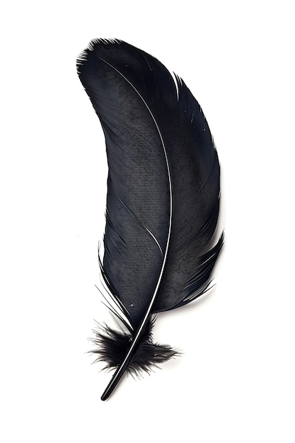 Beautiful isolated feather