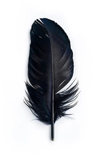 Free photo beautiful isolated feather