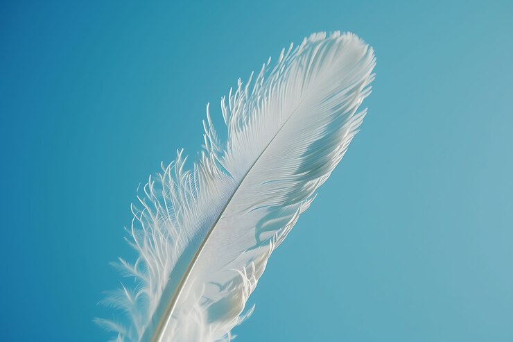 Free Photo beautiful isolated feather