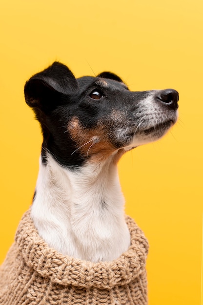 아름다운 잭 테리어 강아지 애완 동물 초상화
