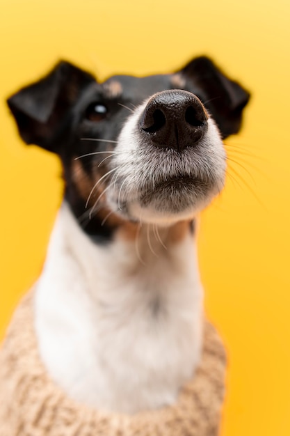 Beautiful jack terrier dog pet portrait