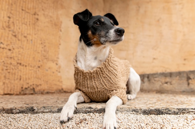 Free photo beautiful jack terrier dog pet portrait