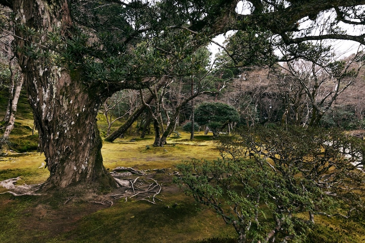 Free Photo beautiful japanese garden
