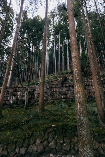 Free photo beautiful japanese garden