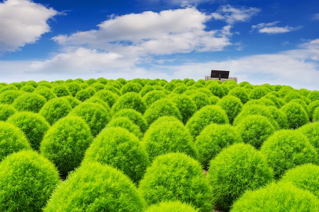 Free photo beautiful kochias at hitachi seaside park, japan.