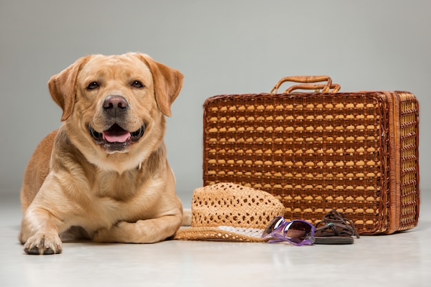 Free photo beautiful labrador with the suitcase