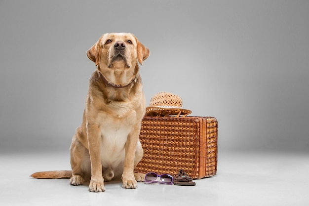 Beautiful labrador with the suitcase