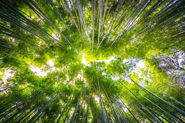 Красивый пейзаж бамбуковой рощи в лесу в Arashiyama kyoto