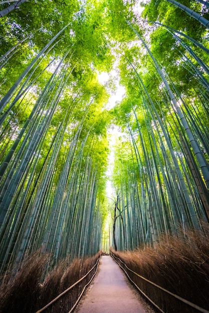 Foto gratuita bello paesaggio del boschetto di bambù nella foresta a arashiyama kyoto