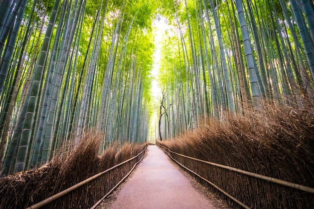 Красивый пейзаж бамбуковой рощи в лесу в Arashiyama kyoto