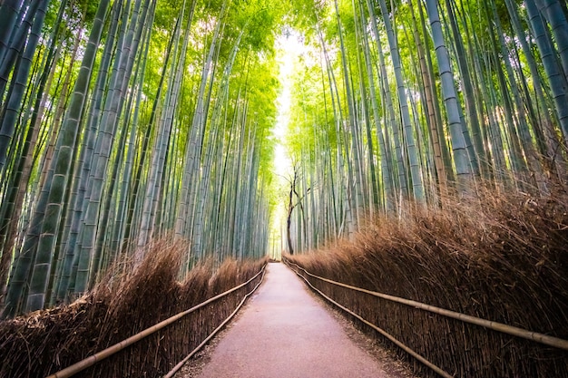 아라시야마 교토 숲에서 대나무 숲의 아름 다운 풍경