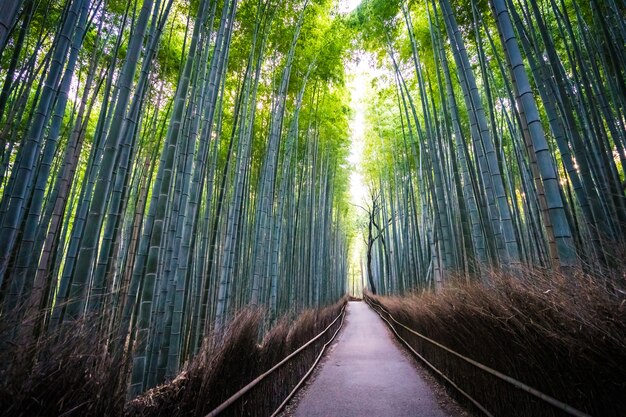 Beautiful landscape of bamboo grove in the forest at Arashiyama kyoto