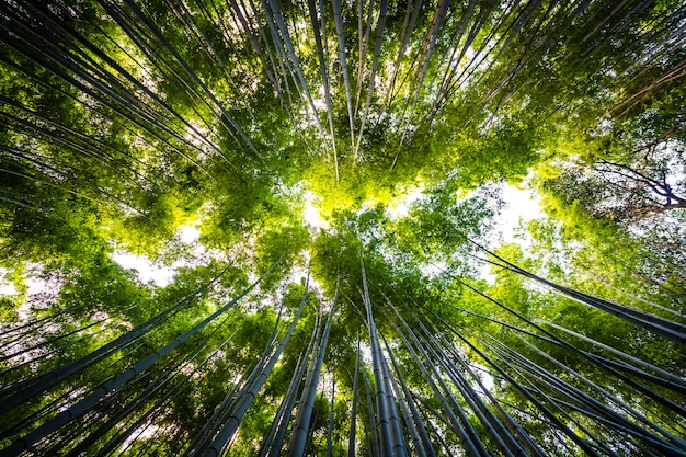 Free Photo beautiful landscape of bamboo grove in the forest at arashiyama kyoto