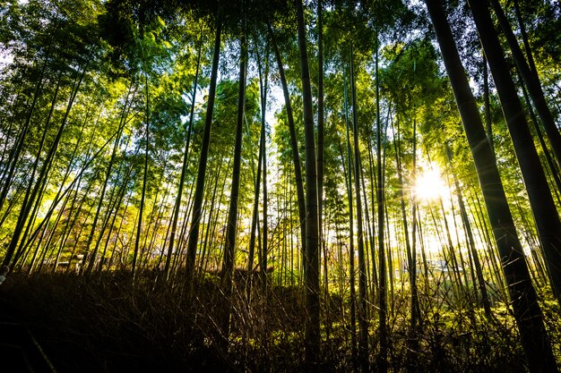 Красивый пейзаж бамбуковой рощи в лесу в Арасияма Киото