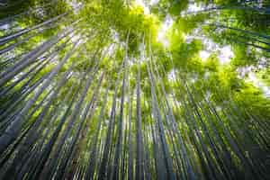 Foto gratuita bello paesaggio del boschetto di bambù nella foresta a arashiyama kyoto