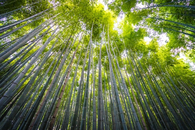 Красивый пейзаж бамбуковой рощи в лесу в Арасияма Киото