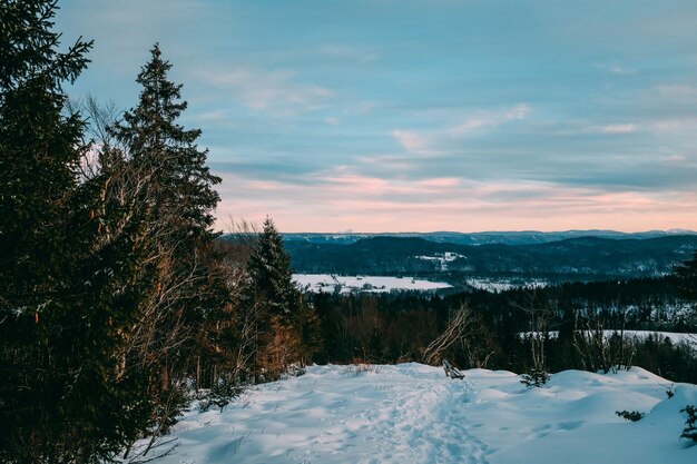 Beautiful landscape of a forest covered in the snow under a cloudy sky during sunset