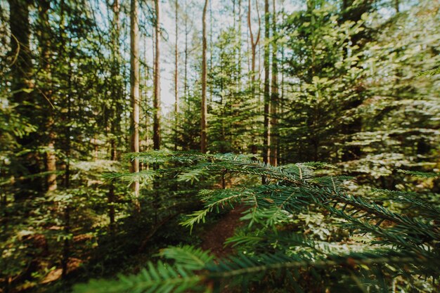 Beautiful landscape of a green forest