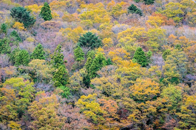 아름 다운 풍경 산 주위에 화려한 잎 나무의 많은