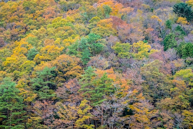 아름 다운 풍경 산 주위에 화려한 잎 나무의 많은