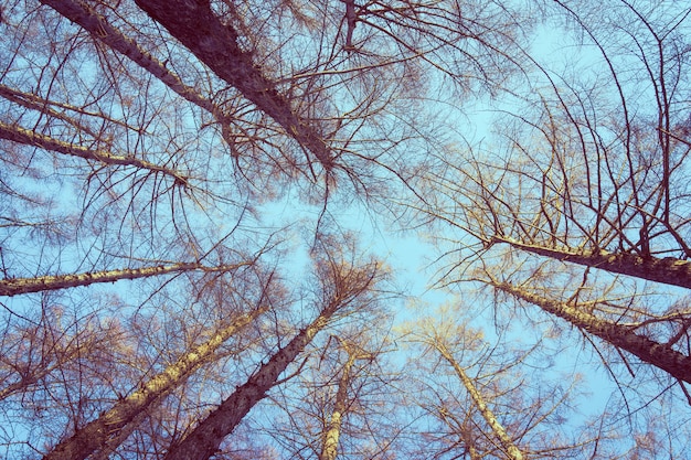 Beautiful landscape of low angel tree and branch with sky background