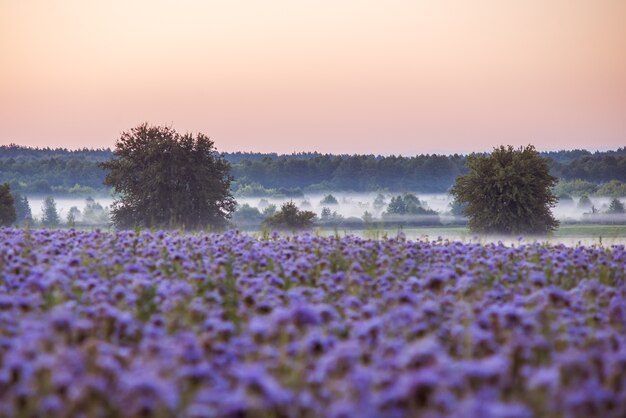 Featured image of post Sunrise Beautiful Scenery Pictures Flowers See more ideas about pictures nature scenery