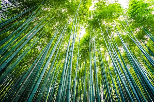 Бесплатное фото Красивый пейзаж бамбуковой рощи в лесу в arashiyama kyoto