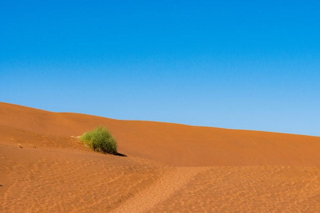 Красивый ландшафт песка оранжевой песчанной дюны оранжевого на пустыне Namib в национальном парке Sossusvlei Namib-Naukluft в Намибии.