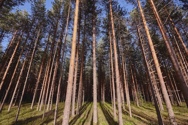 Beautiful landscape of pine forest in summer day. Nature Wallpaper. The tall trees of the pine trees growing in the old forest.