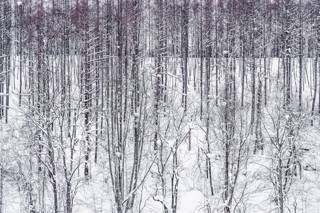 雪の冬の木の枝グループの美しい風景