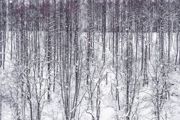 雪の冬の木の枝グループの美しい風景